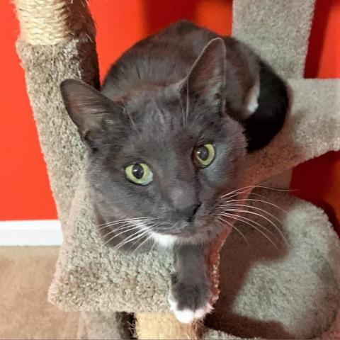 Yuri Gagarin, an adoptable Russian Blue, Domestic Short Hair in Brownsboro, AL, 35741 | Photo Image 5