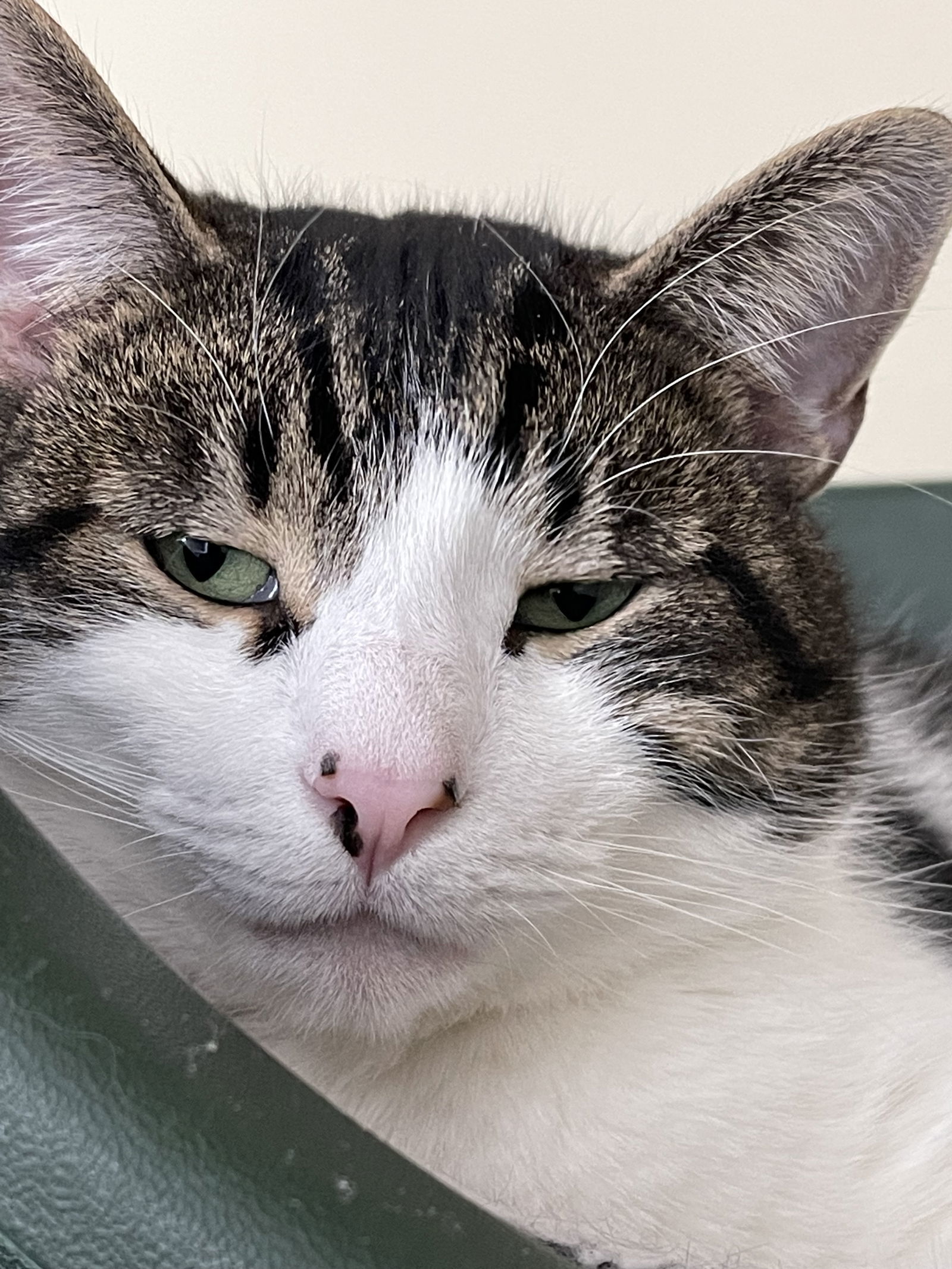 Grover, an adoptable Domestic Short Hair in Markham, ON, L3R 9A8 | Photo Image 1