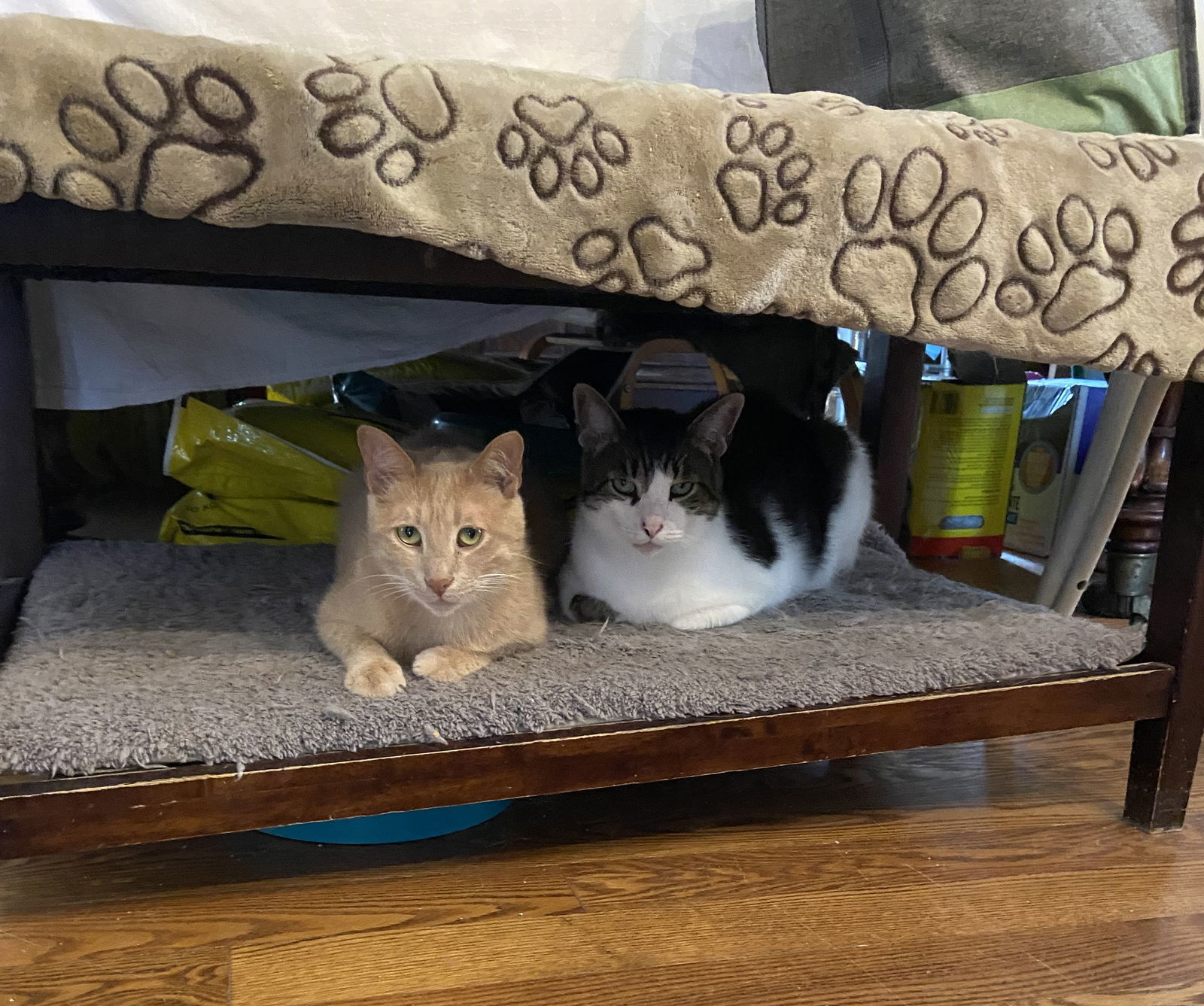 Grover, an adoptable Domestic Short Hair in Markham, ON, L3R 9A8 | Photo Image 2