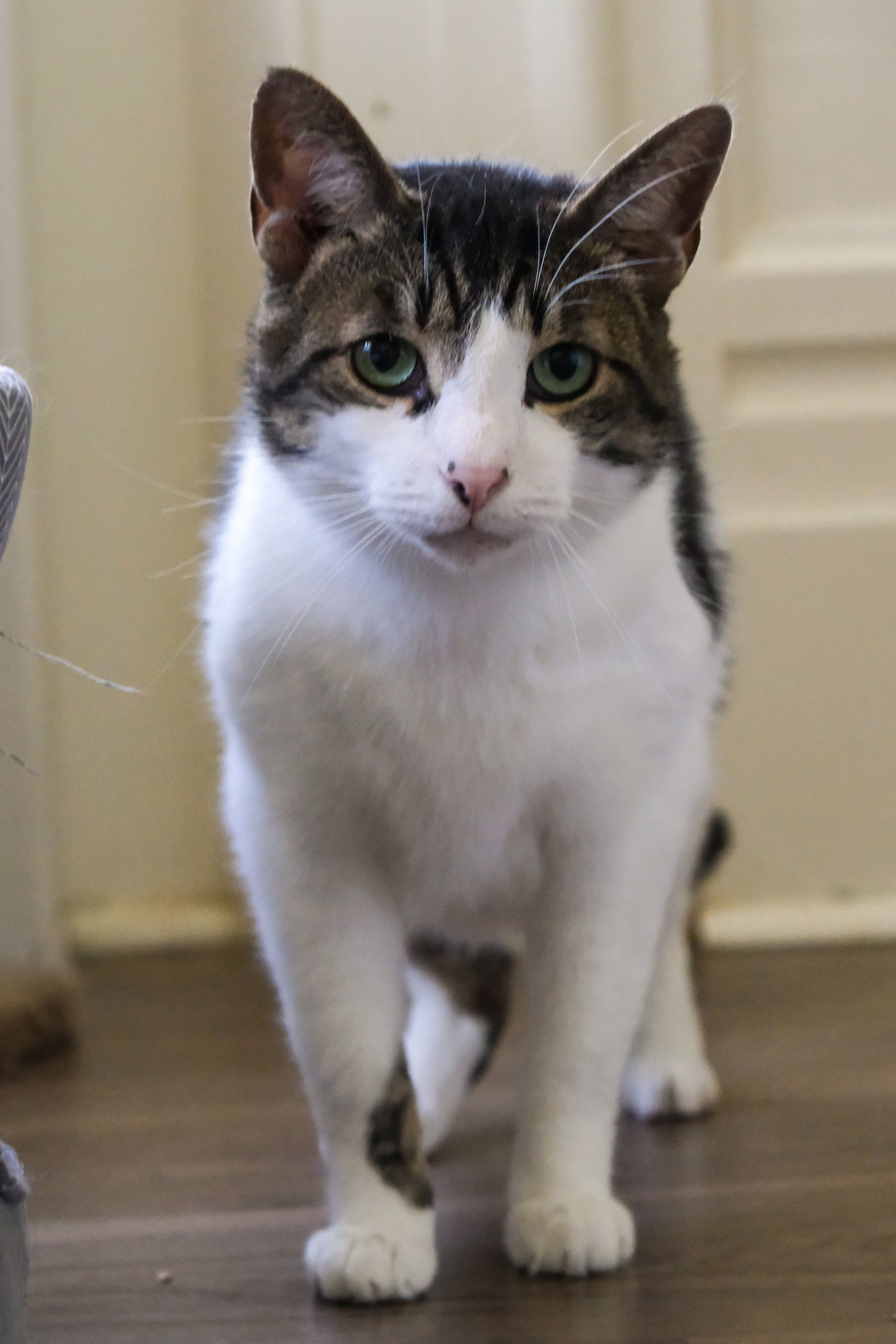 Grover, an adoptable Domestic Short Hair in Markham, ON, L3R 9A8 | Photo Image 3