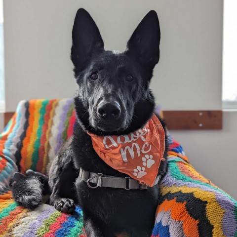 Tilly, an adoptable German Shepherd Dog in Dover, NH, 03820 | Photo Image 1