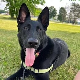 Tilly, an adoptable German Shepherd Dog in Dover, NH, 03820 | Photo Image 2