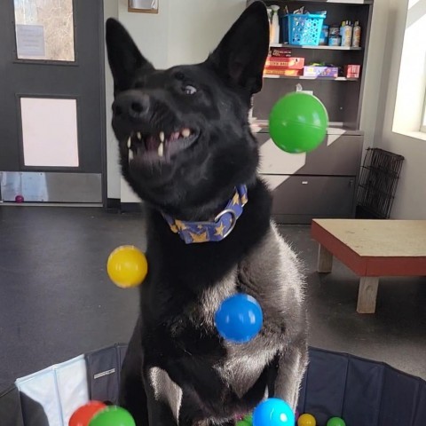 Tilly, an adoptable German Shepherd Dog in Dover, NH, 03820 | Photo Image 2