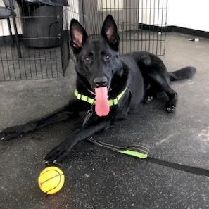 Tilly, an adoptable German Shepherd Dog in Dover, NH, 03820 | Photo Image 3