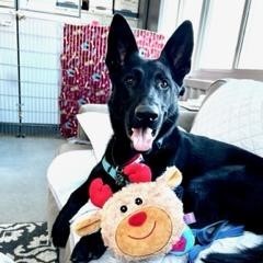 Tilly, an adoptable German Shepherd Dog in Dover, NH, 03820 | Photo Image 4