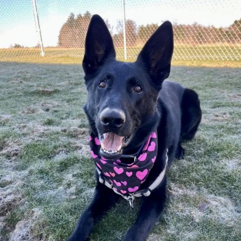 Tilly, an adoptable German Shepherd Dog in Dover, NH, 03820 | Photo Image 4