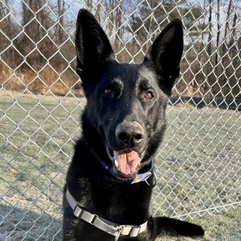 Tilly, an adoptable German Shepherd Dog in Dover, NH, 03820 | Photo Image 5
