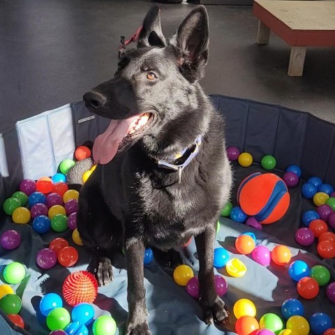 Tilly, an adoptable German Shepherd Dog in Dover, NH, 03820 | Photo Image 5