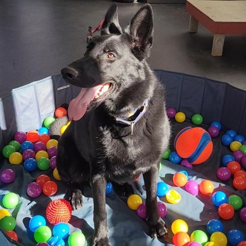 Tilly, an adoptable German Shepherd Dog in Dover, NH, 03820 | Photo Image 6