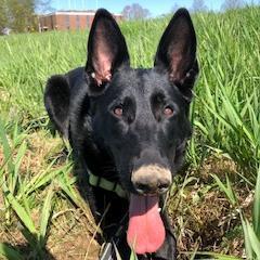 Tilly, an adoptable German Shepherd Dog in Dover, NH, 03820 | Photo Image 6