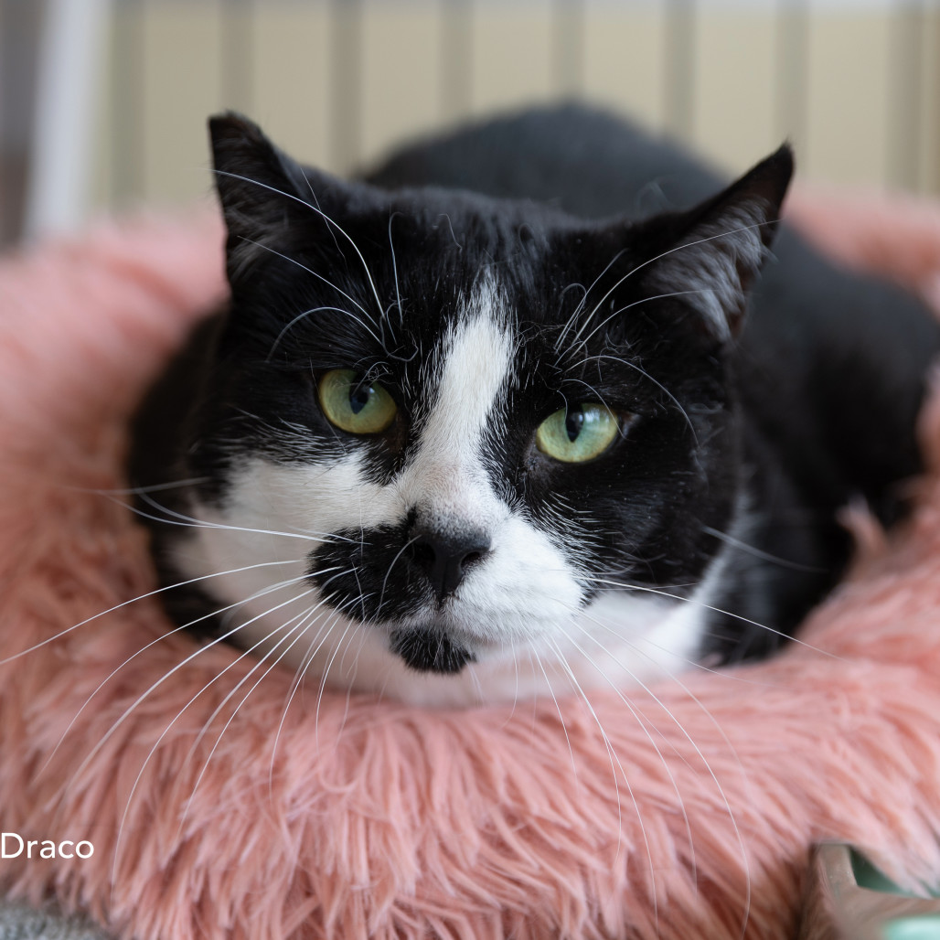 Draco Dodd, an adoptable Domestic Short Hair in Merrifield, VA, 22116 | Photo Image 1