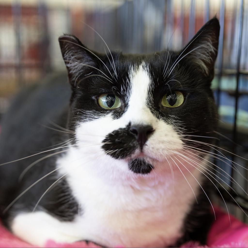 Draco Dodd, an adoptable Domestic Short Hair in Merrifield, VA, 22116 | Photo Image 2