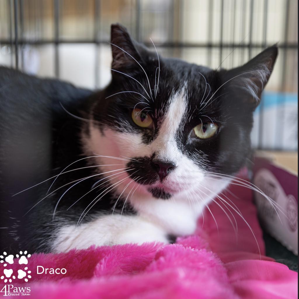 Draco Dodd, an adoptable Domestic Short Hair in Merrifield, VA, 22116 | Photo Image 3