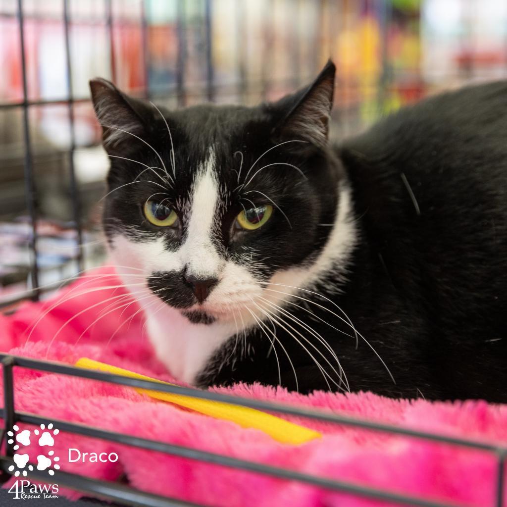 Draco Dodd, an adoptable Domestic Short Hair in Merrifield, VA, 22116 | Photo Image 4