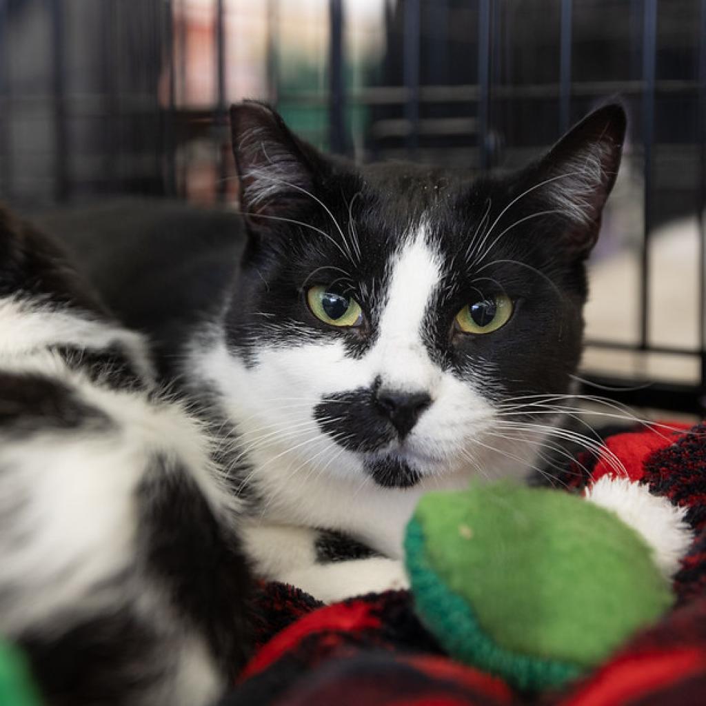 Draco Dodd, an adoptable Domestic Short Hair in Merrifield, VA, 22116 | Photo Image 5