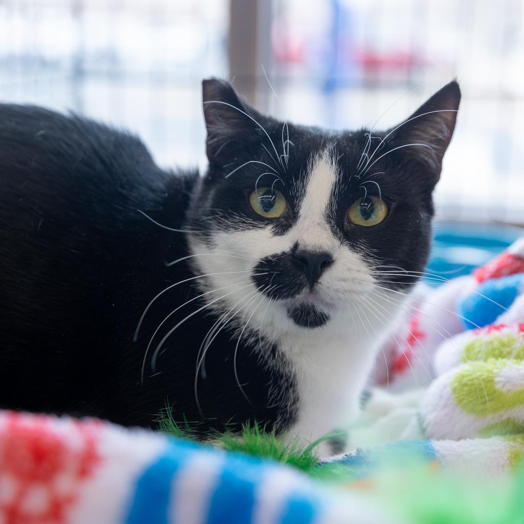 Draco Dodd, an adoptable Domestic Short Hair in Merrifield, VA, 22116 | Photo Image 6