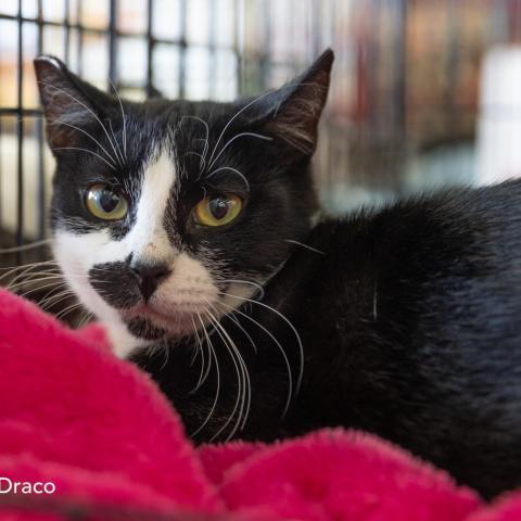Draco Dodd, an adoptable Domestic Short Hair in Merrifield, VA, 22116 | Photo Image 4