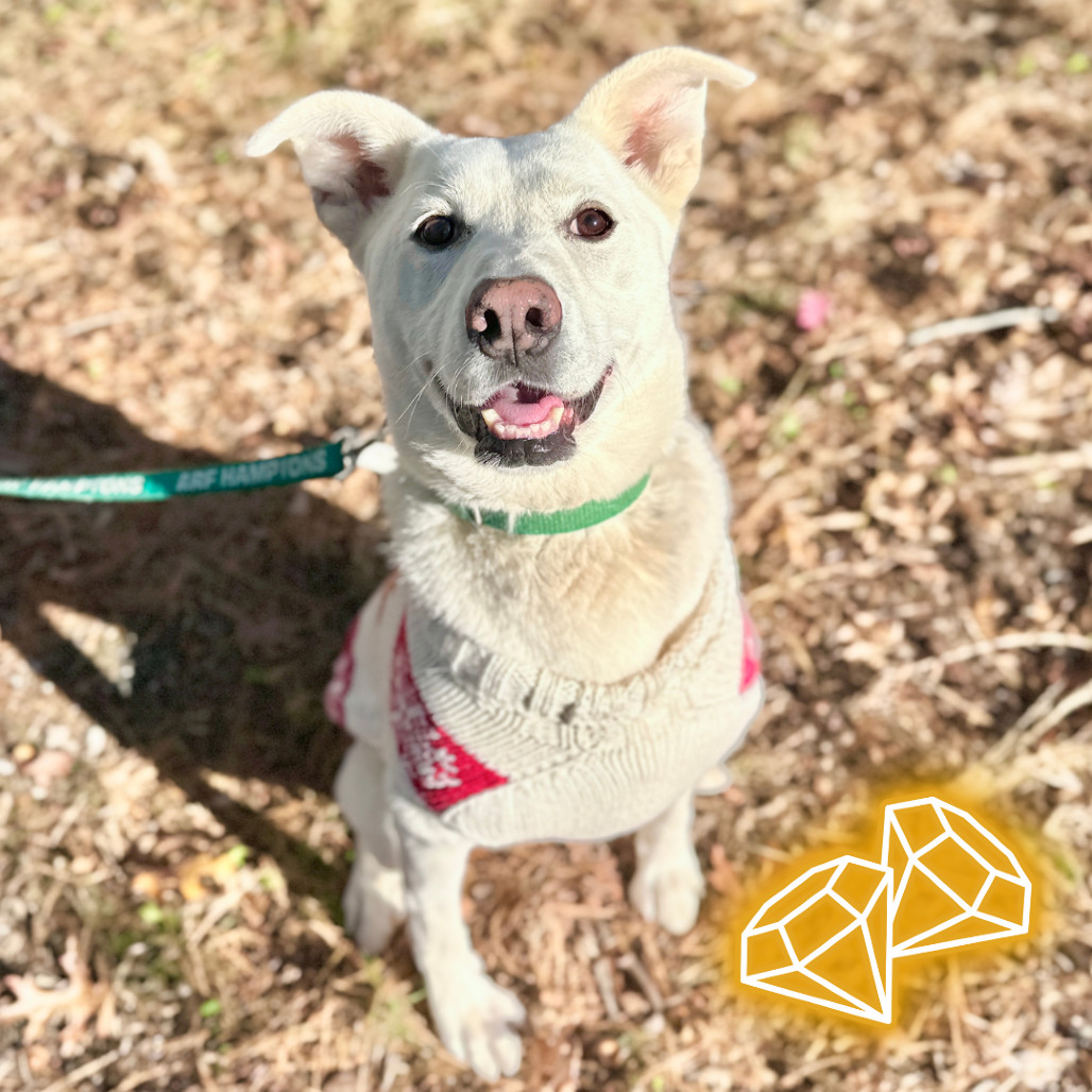 Sahteene "Teeny", an adoptable Shepherd in East Hampton, NY, 11937 | Photo Image 1