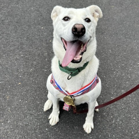 Sahteene "Teeny", an adoptable Shepherd in East Hampton, NY, 11937 | Photo Image 2