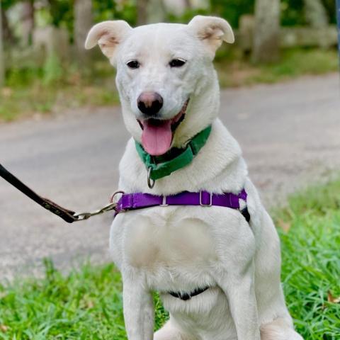 Sahteene "Teeny", an adoptable Shepherd in East Hampton, NY, 11937 | Photo Image 2