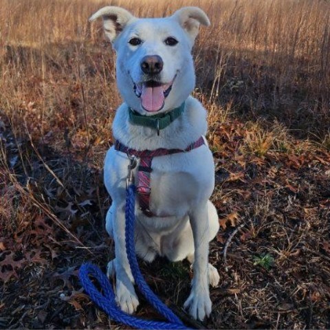 Sahteene "Teeny", an adoptable Shepherd in East Hampton, NY, 11937 | Photo Image 3