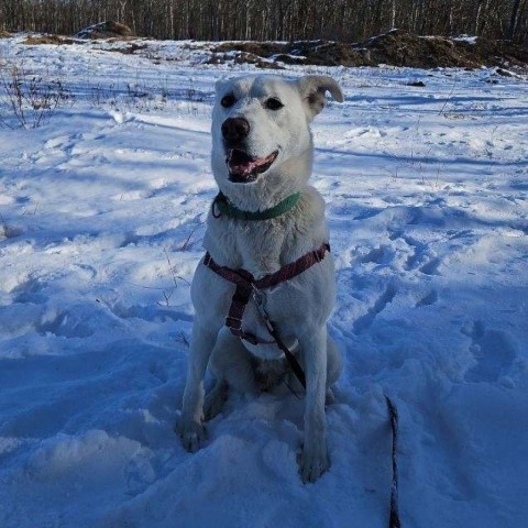 Sahteene "Teeny", an adoptable Shepherd in East Hampton, NY, 11937 | Photo Image 4