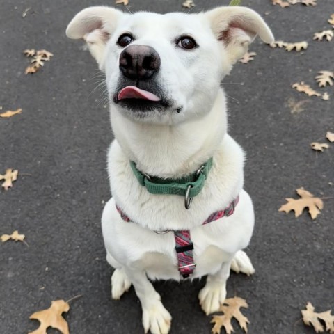 Sahteene "Teeny", an adoptable Shepherd in East Hampton, NY, 11937 | Photo Image 5