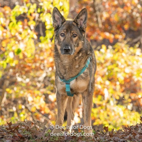 Fritz, an adoptable German Shepherd Dog in East Hampton, NY, 11937 | Photo Image 2