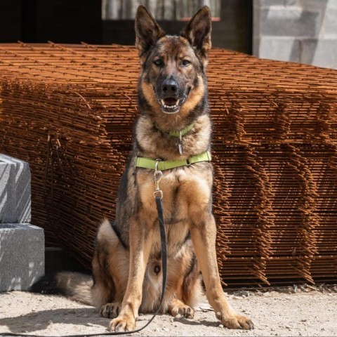 Fritz, an adoptable German Shepherd Dog in East Hampton, NY, 11937 | Photo Image 2