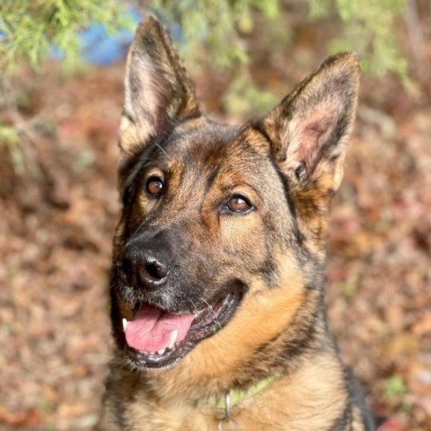 Fritz, an adoptable German Shepherd Dog in East Hampton, NY, 11937 | Photo Image 3