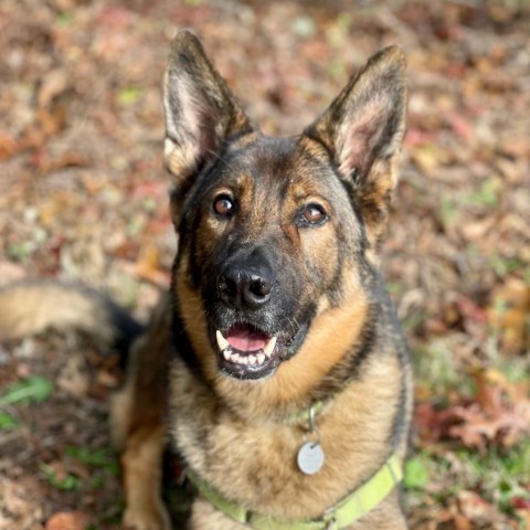 Fritz, an adoptable German Shepherd Dog in East Hampton, NY, 11937 | Photo Image 4