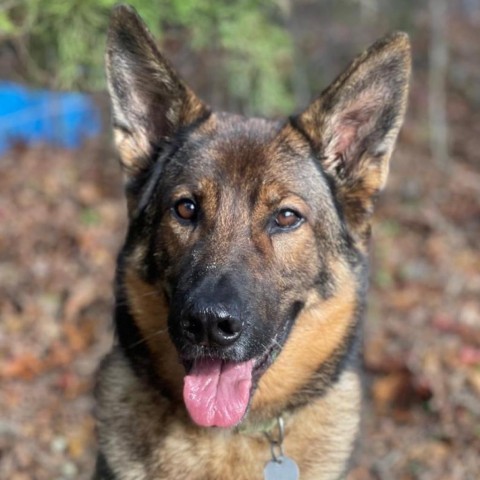 Fritz, an adoptable German Shepherd Dog in East Hampton, NY, 11937 | Photo Image 5