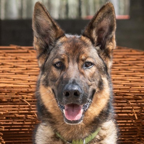 Fritz, an adoptable German Shepherd Dog in East Hampton, NY, 11937 | Photo Image 6