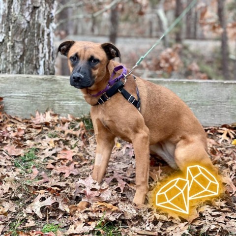 Clover, an adoptable Shepherd in East Hampton, NY, 11937 | Photo Image 1