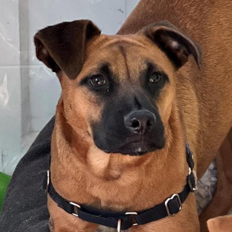 Clover, an adoptable Shepherd in East Hampton, NY, 11937 | Photo Image 2