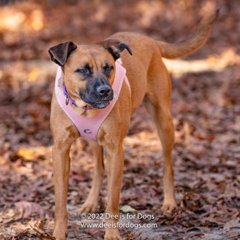 Clover, an adoptable Shepherd in East Hampton, NY, 11937 | Photo Image 2