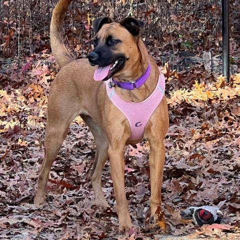 Clover, an adoptable Shepherd in East Hampton, NY, 11937 | Photo Image 3