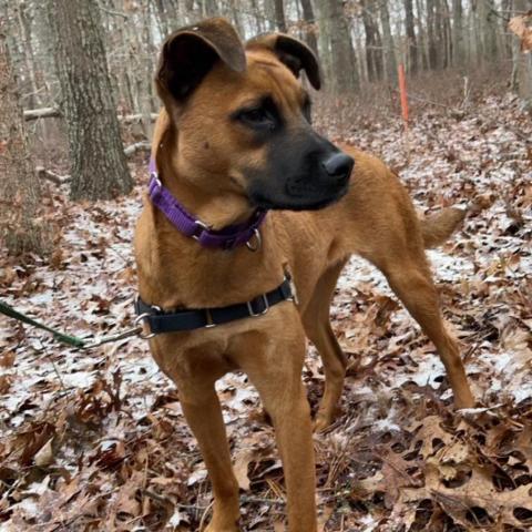 Clover, an adoptable Shepherd in East Hampton, NY, 11937 | Photo Image 4