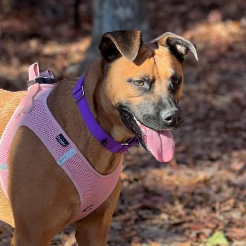 Clover, an adoptable Shepherd in East Hampton, NY, 11937 | Photo Image 4