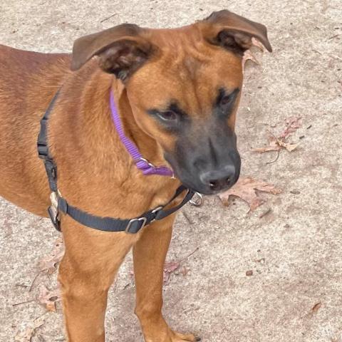 Clover, an adoptable Shepherd in East Hampton, NY, 11937 | Photo Image 6