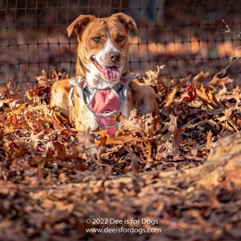 Asiah, an adoptable Shepherd in East Hampton, NY, 11937 | Photo Image 2