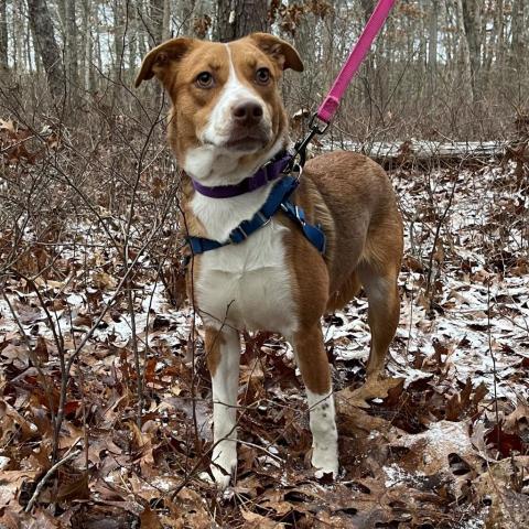 Asiah, an adoptable Shepherd in East Hampton, NY, 11937 | Photo Image 4