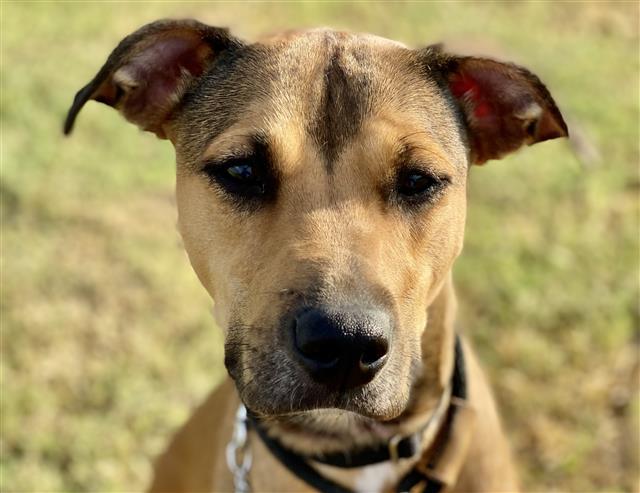 Dog for adoption - VELMA*, a German Shepherd Dog Mix in Tucson, AZ ...