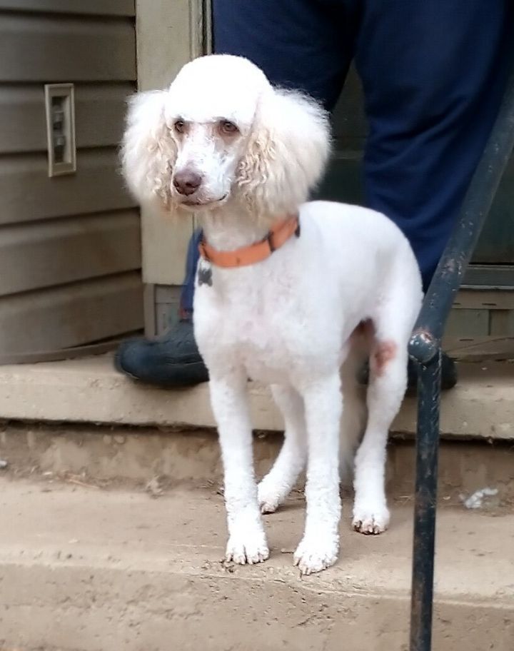 Petfinder standard sale poodle