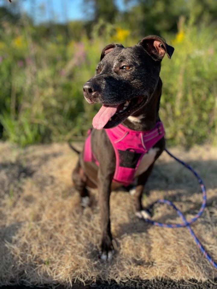 Sheba, an adoptable American Staffordshire Terrier Mix in Indianapolis, IN_image-2