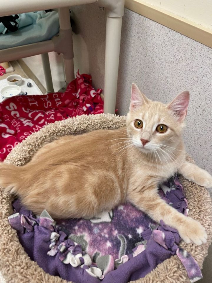 Ralphie, an adoptable Domestic Short Hair in Naperville, IL_image-5