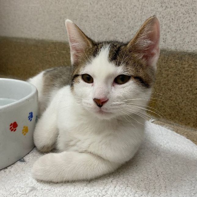 Leo, an adoptable Domestic Short Hair in Naperville, IL_image-1