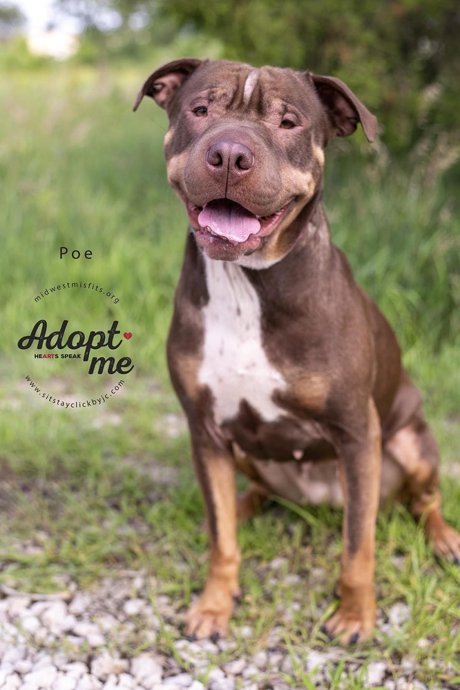 Poe, an adoptable Pit Bull Terrier, American Staffordshire Terrier in Lincoln, NE, 68502 | Photo Image 1