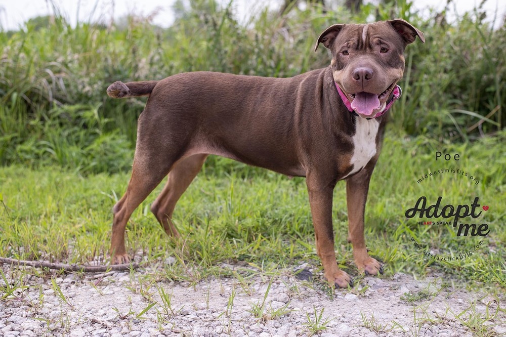 Poe, an adoptable Pit Bull Terrier, American Staffordshire Terrier in Lincoln, NE, 68502 | Photo Image 2