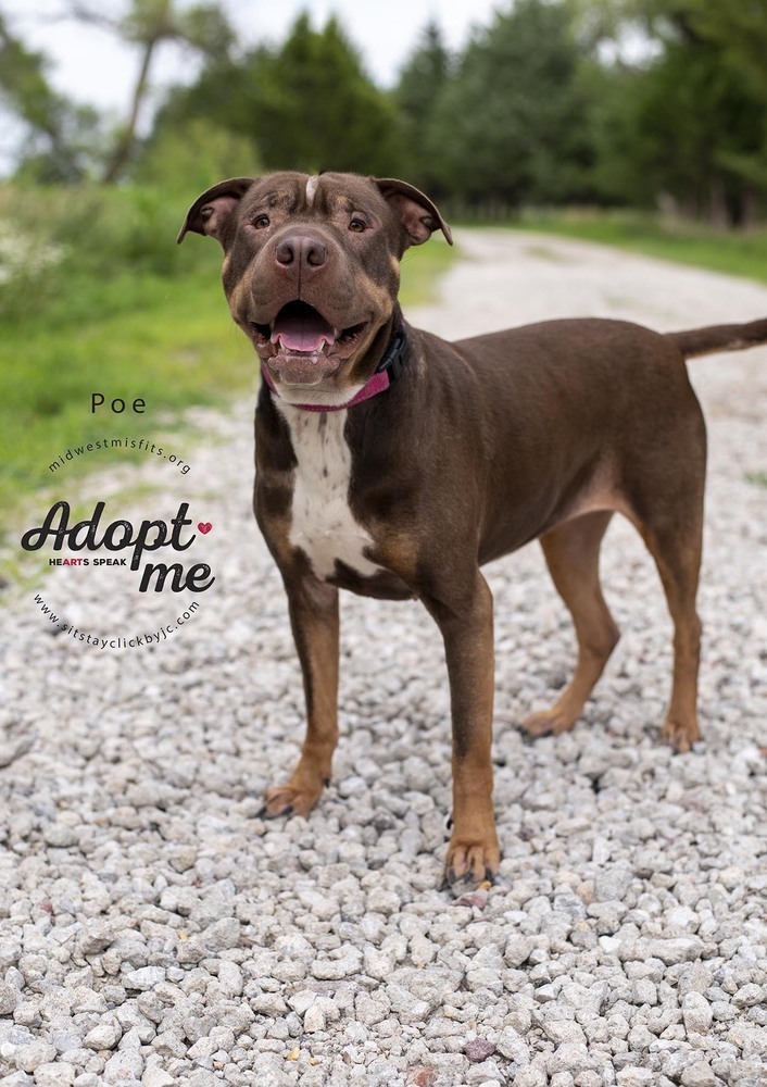 Poe, an adoptable Pit Bull Terrier, American Staffordshire Terrier in Lincoln, NE, 68502 | Photo Image 3
